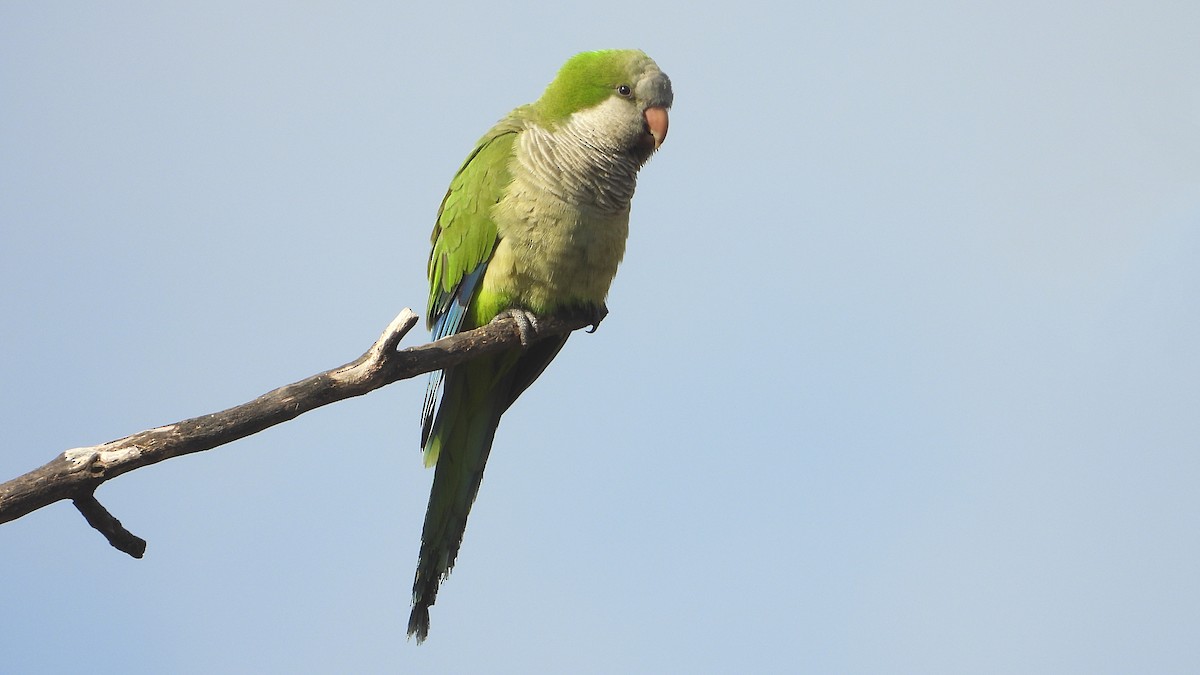 Monk Parakeet - ML620612237