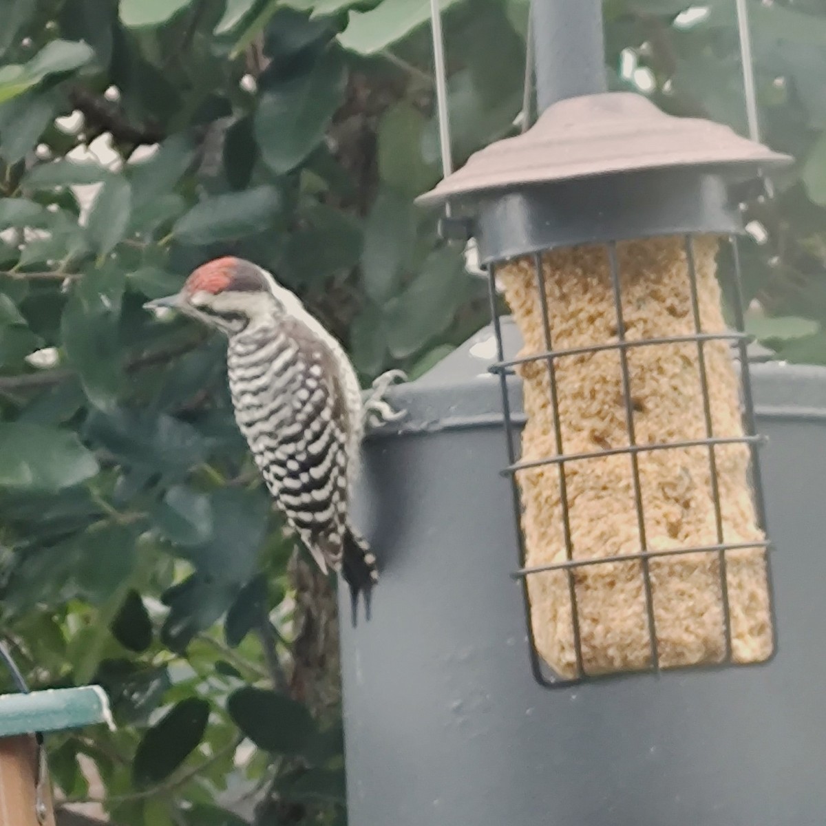 Ladder-backed Woodpecker - ML620612242