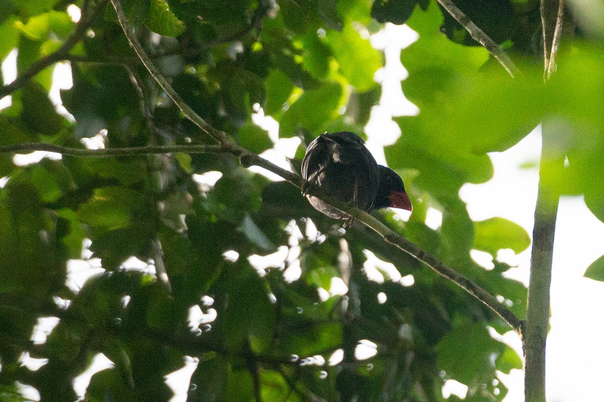 Black-throated Grosbeak - ML620612244