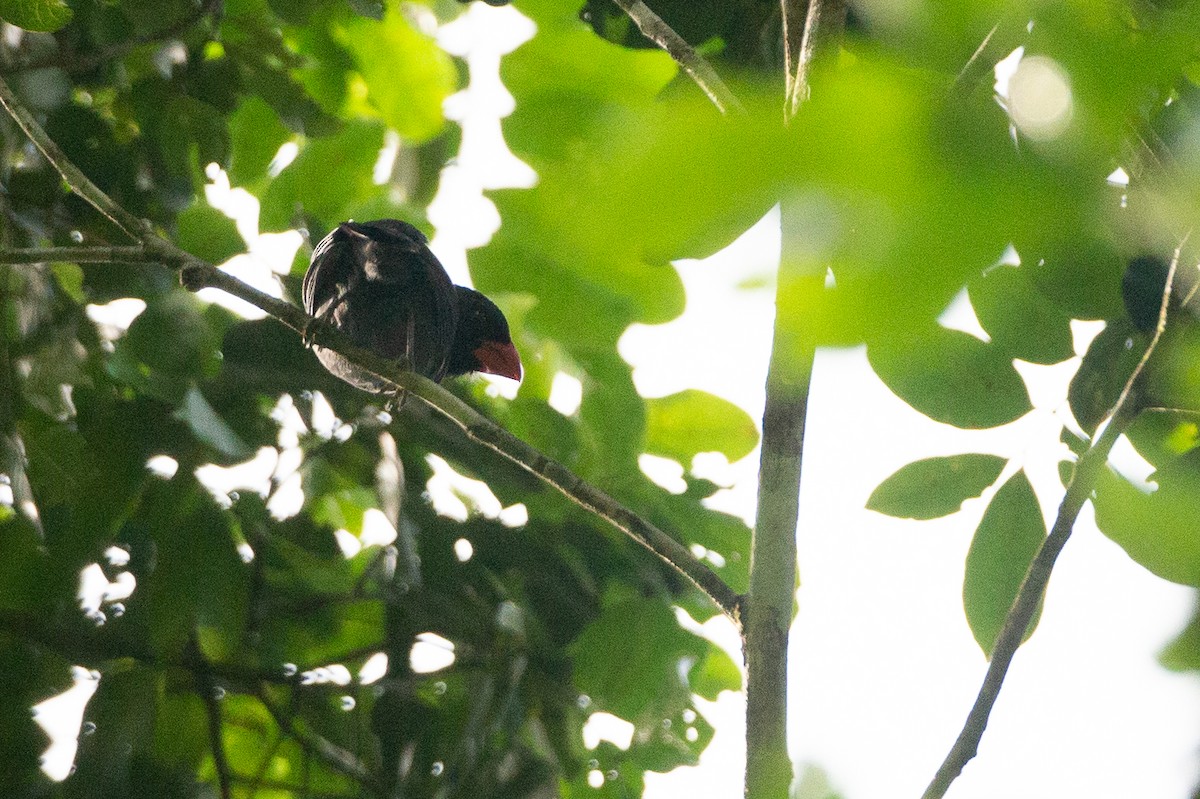 Black-throated Grosbeak - ML620612245