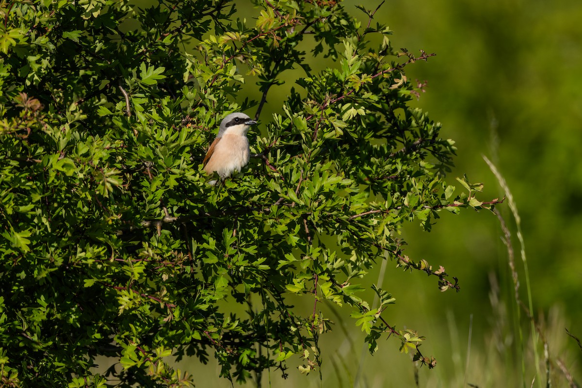 Red-backed Shrike - ML620612246