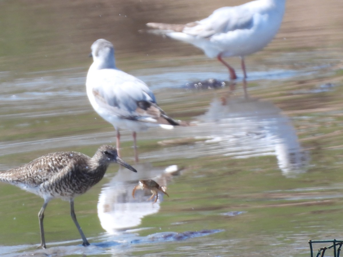 Willet - Rhonda Langelaan