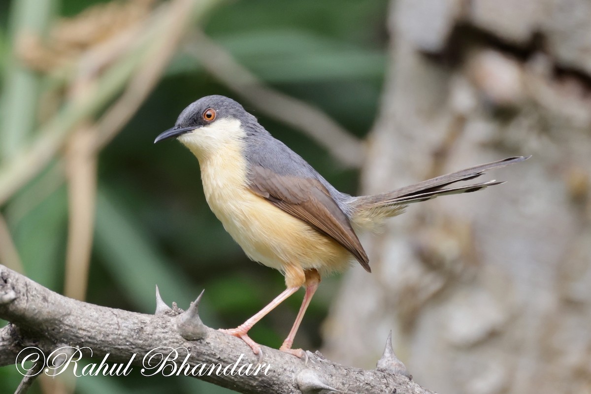 Ashy Prinia - ML620612249