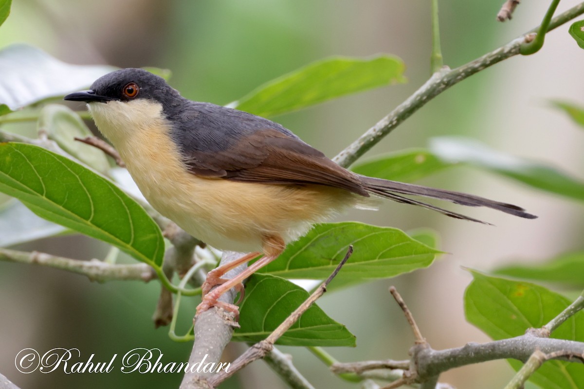 Ashy Prinia - ML620612251