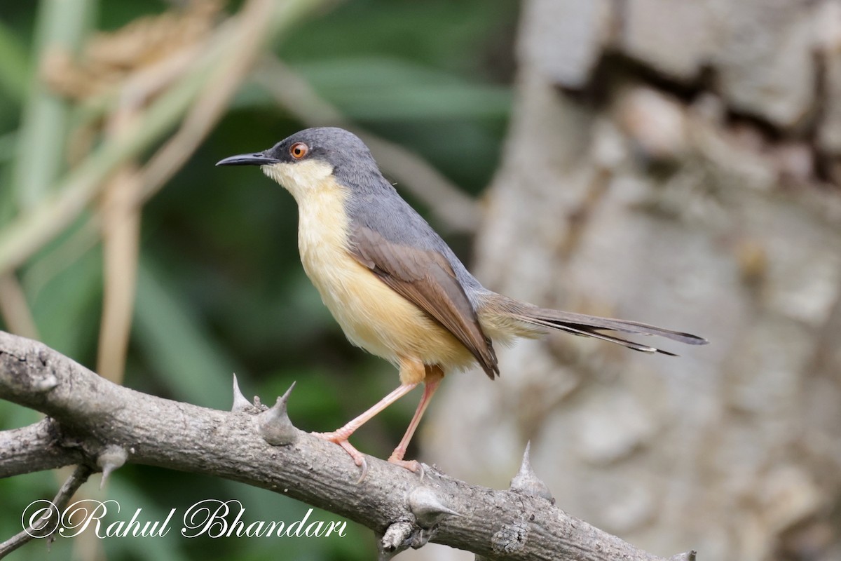 Prinia cendrée - ML620612254