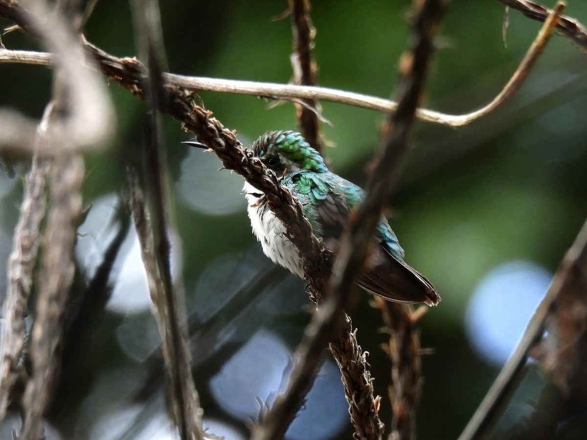 kolibřík modroocasý - ML620612259