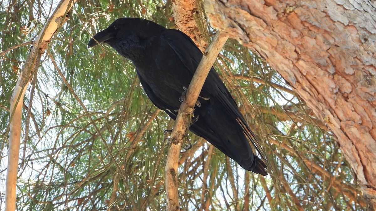 Common Raven - ML620612260