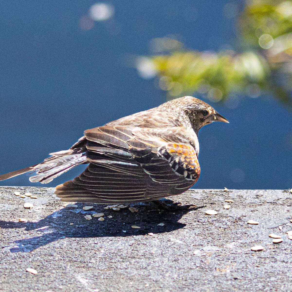 Red-winged Blackbird - ML620612261