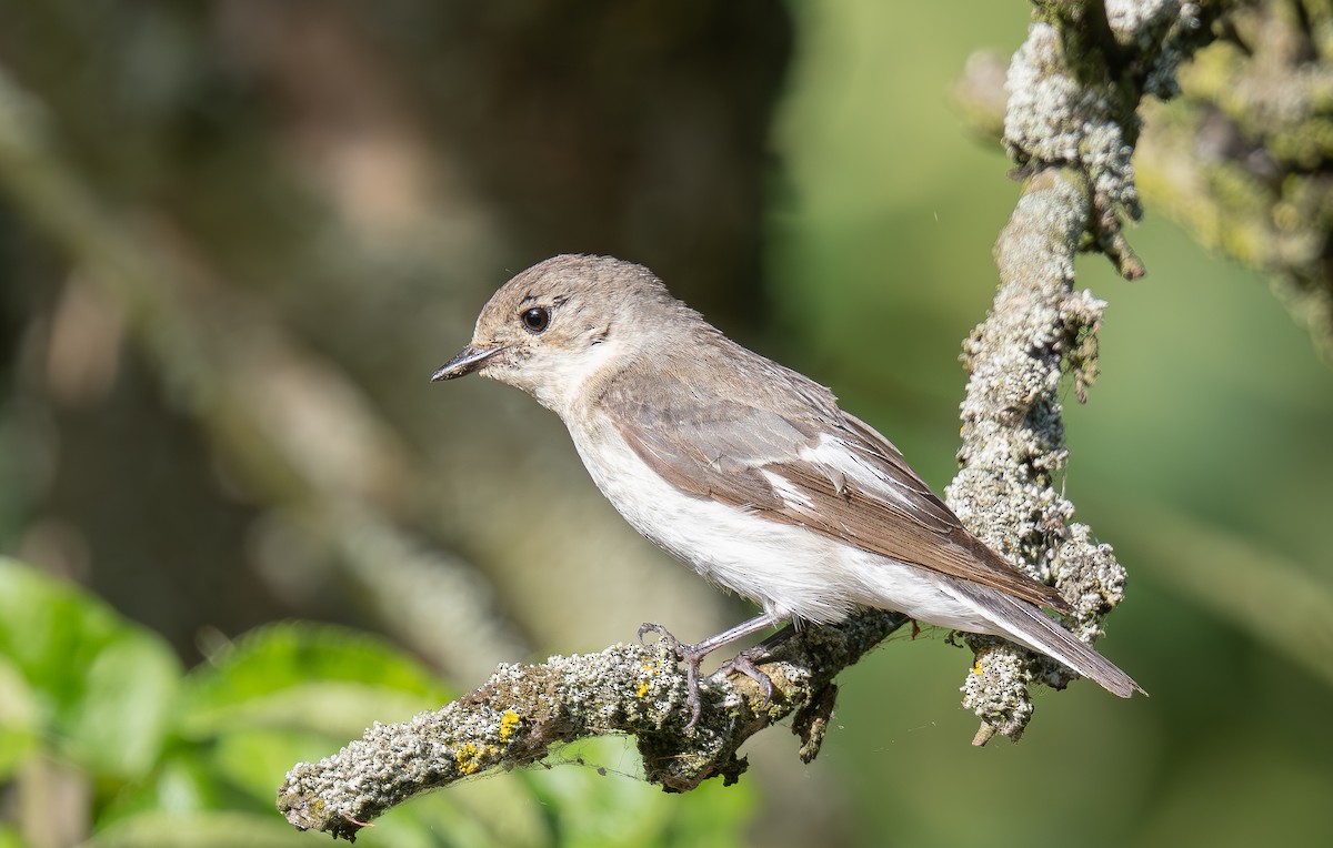 Collared Flycatcher - ML620612266