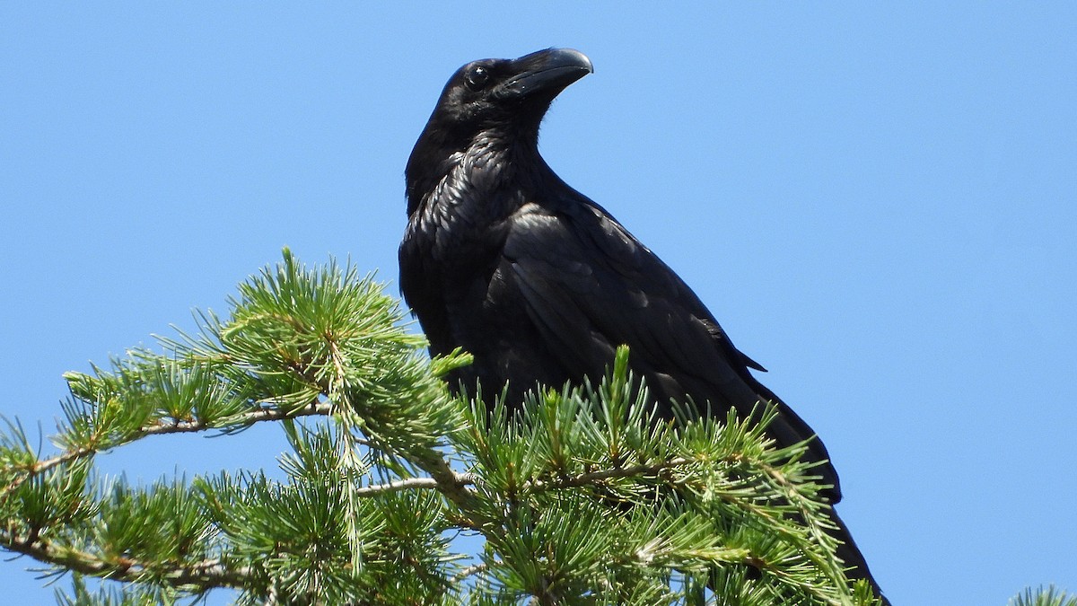 Common Raven - ML620612267