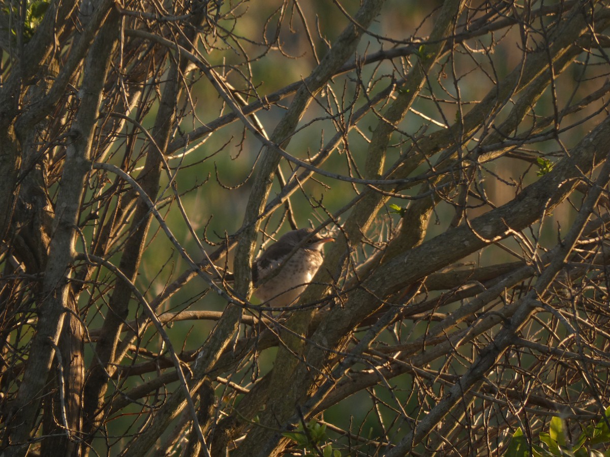 Northern Mockingbird - ML620612273