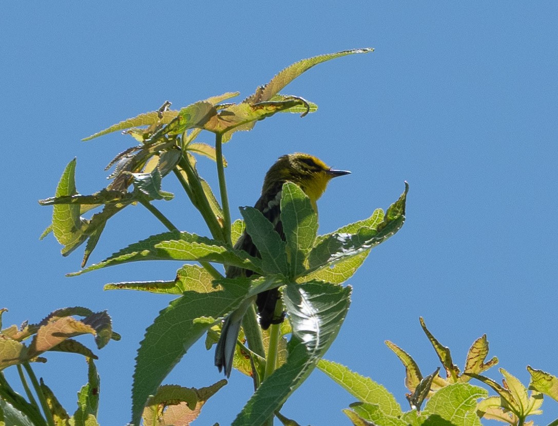 Prairie Warbler - ML620612275