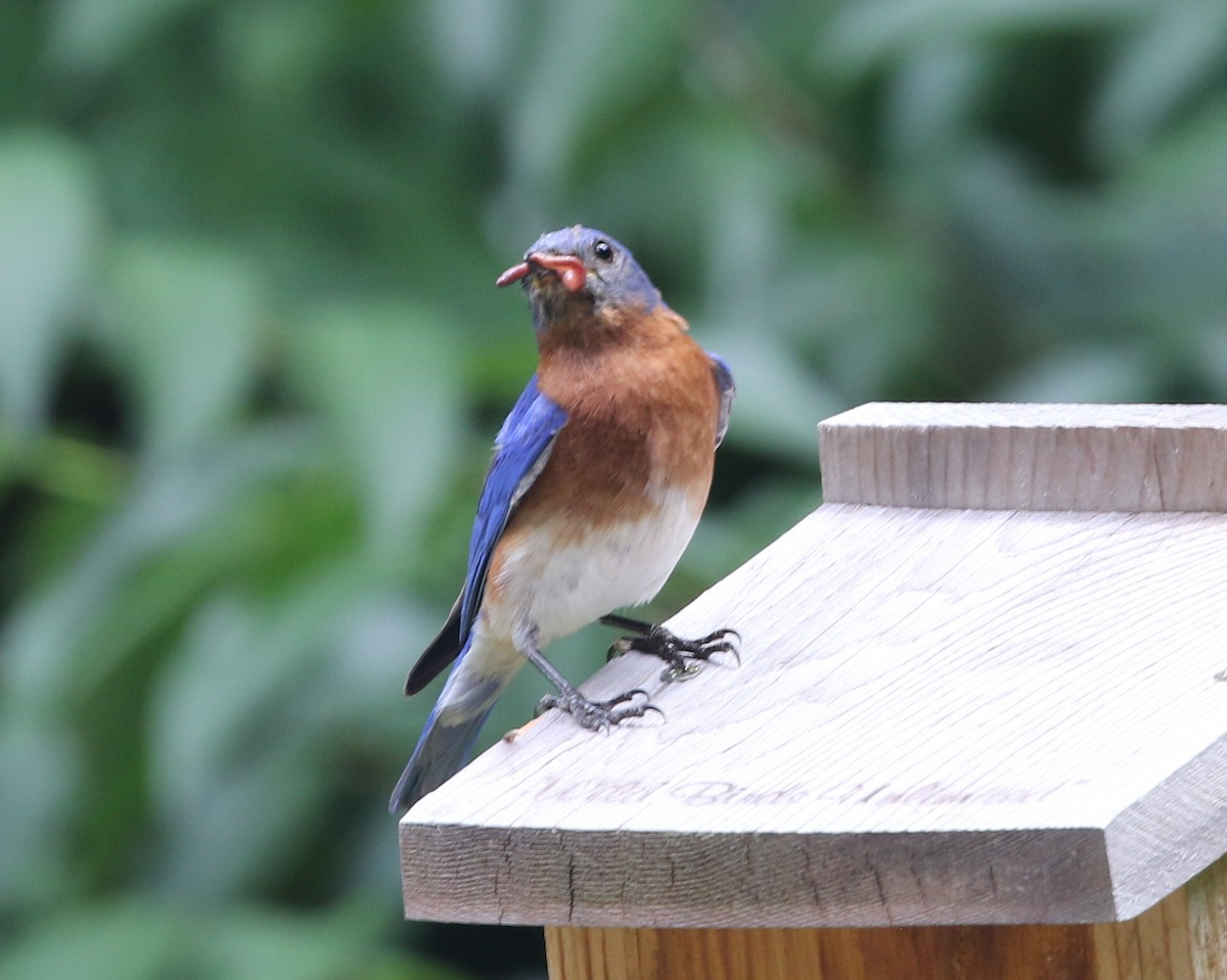 Eastern Bluebird - ML620612278