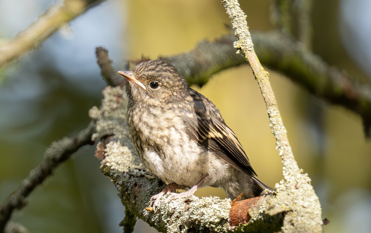 Collared Flycatcher - ML620612283