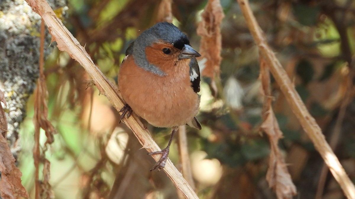 Common Chaffinch - ML620612284