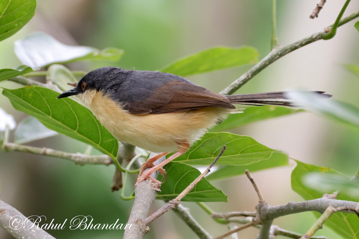 Prinia cendrée - ML620612288