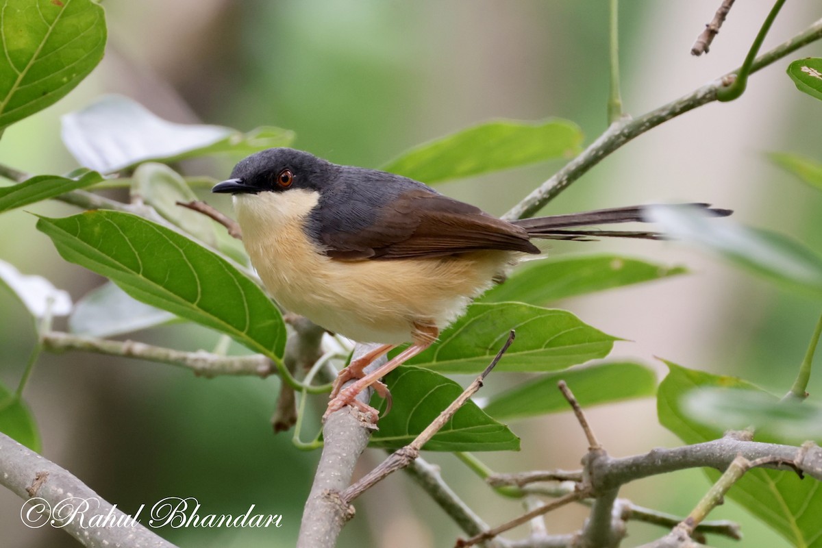 Ashy Prinia - ML620612289