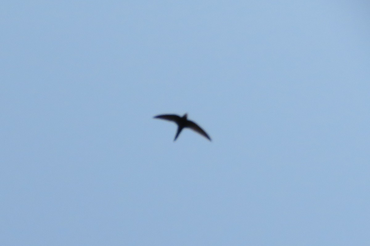 Common Swift - ML620612294