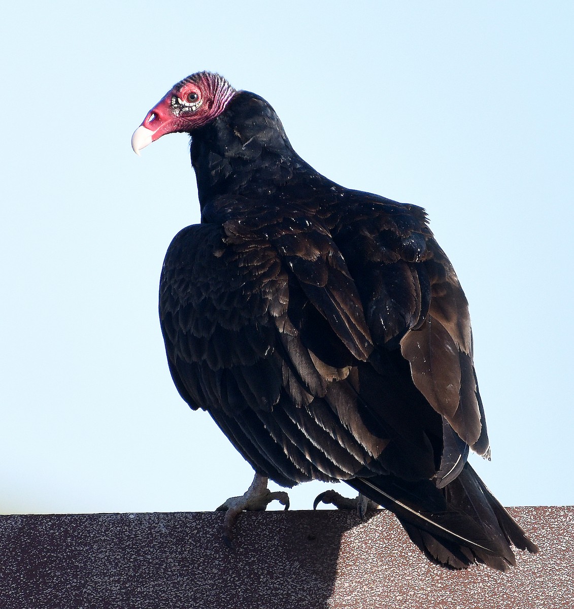 Urubu à tête rouge - ML620612295