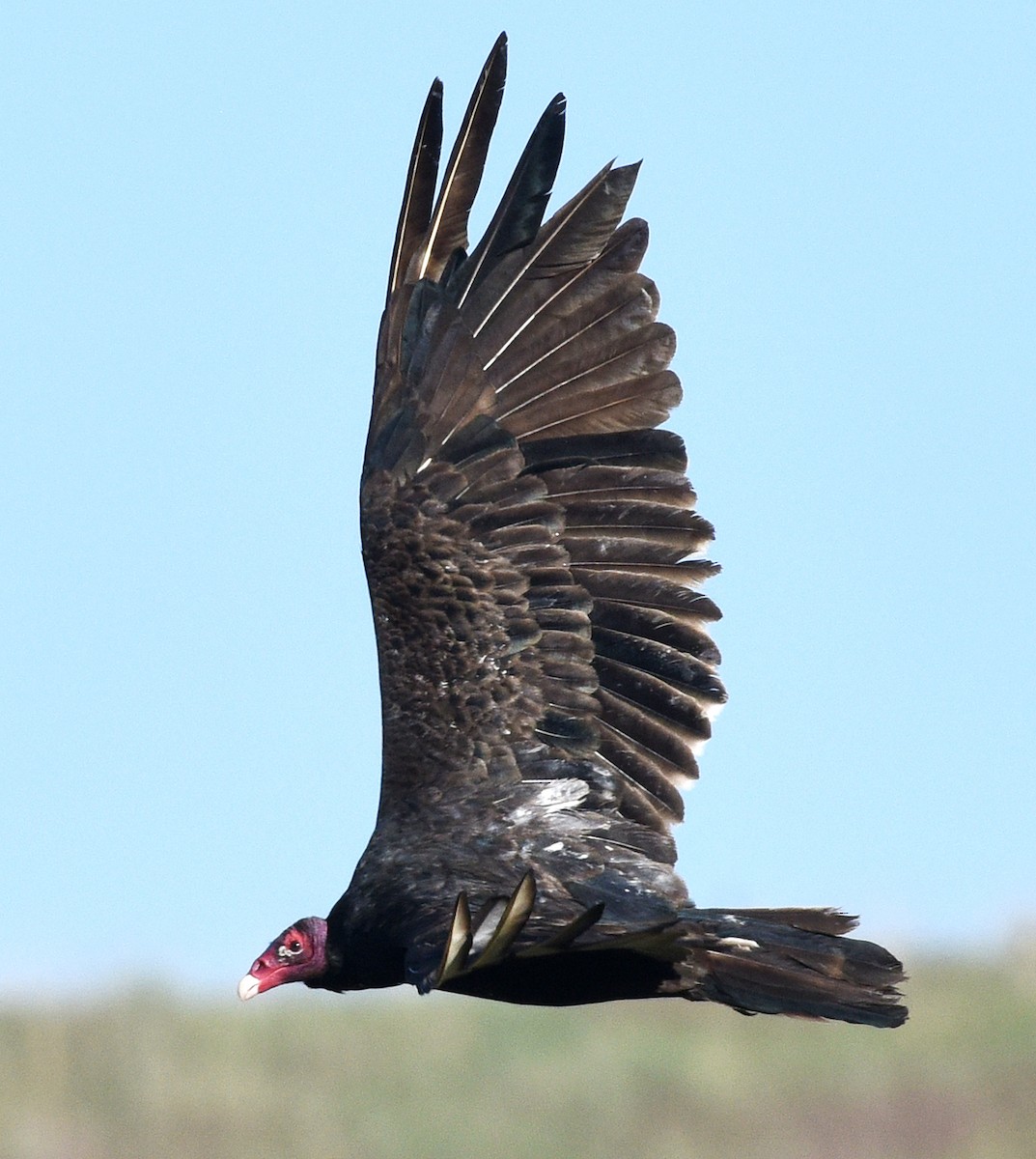 Turkey Vulture - ML620612297