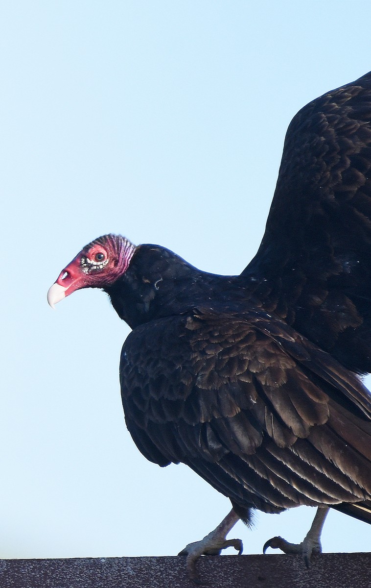 Turkey Vulture - ML620612298