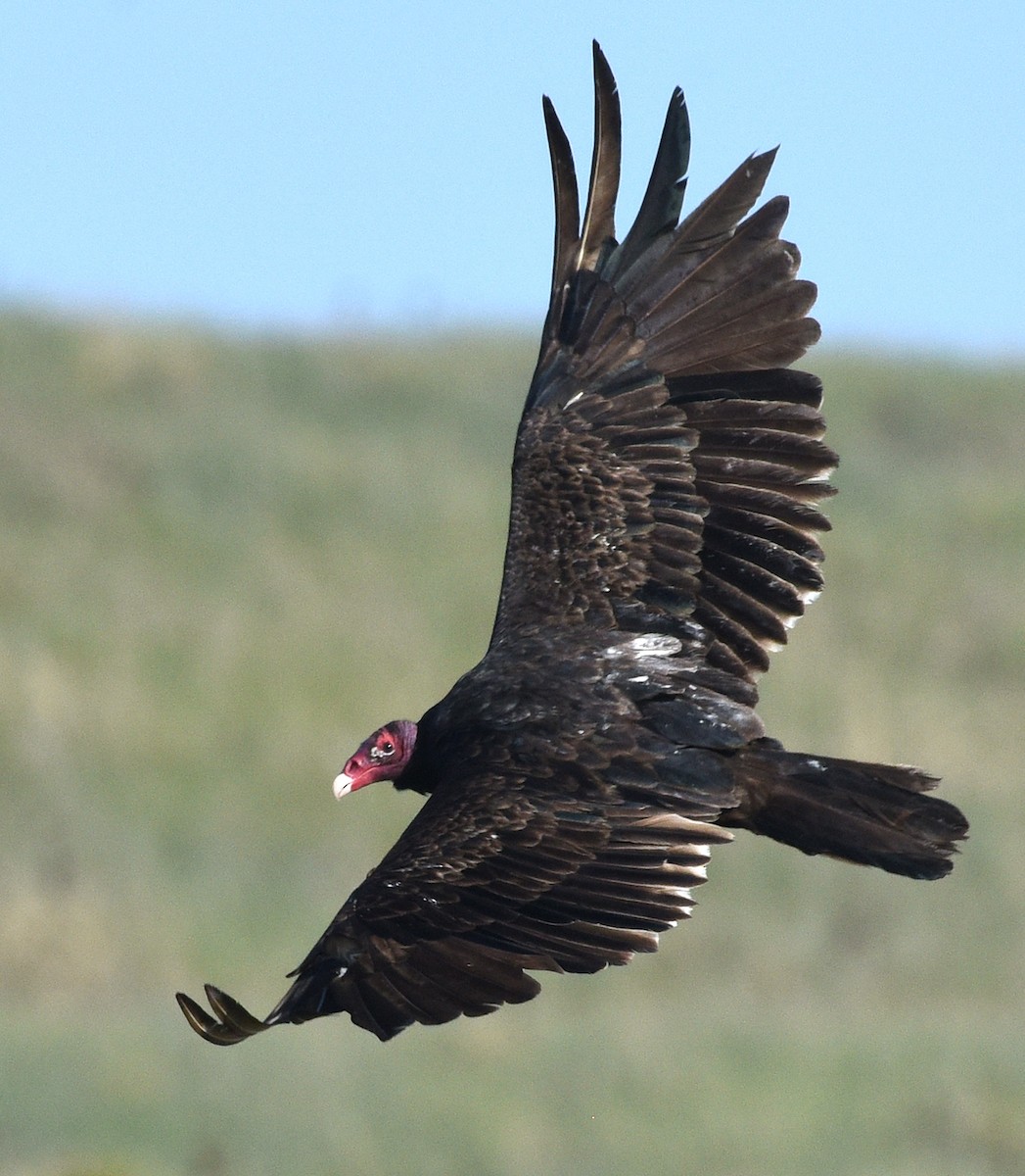 Turkey Vulture - ML620612299