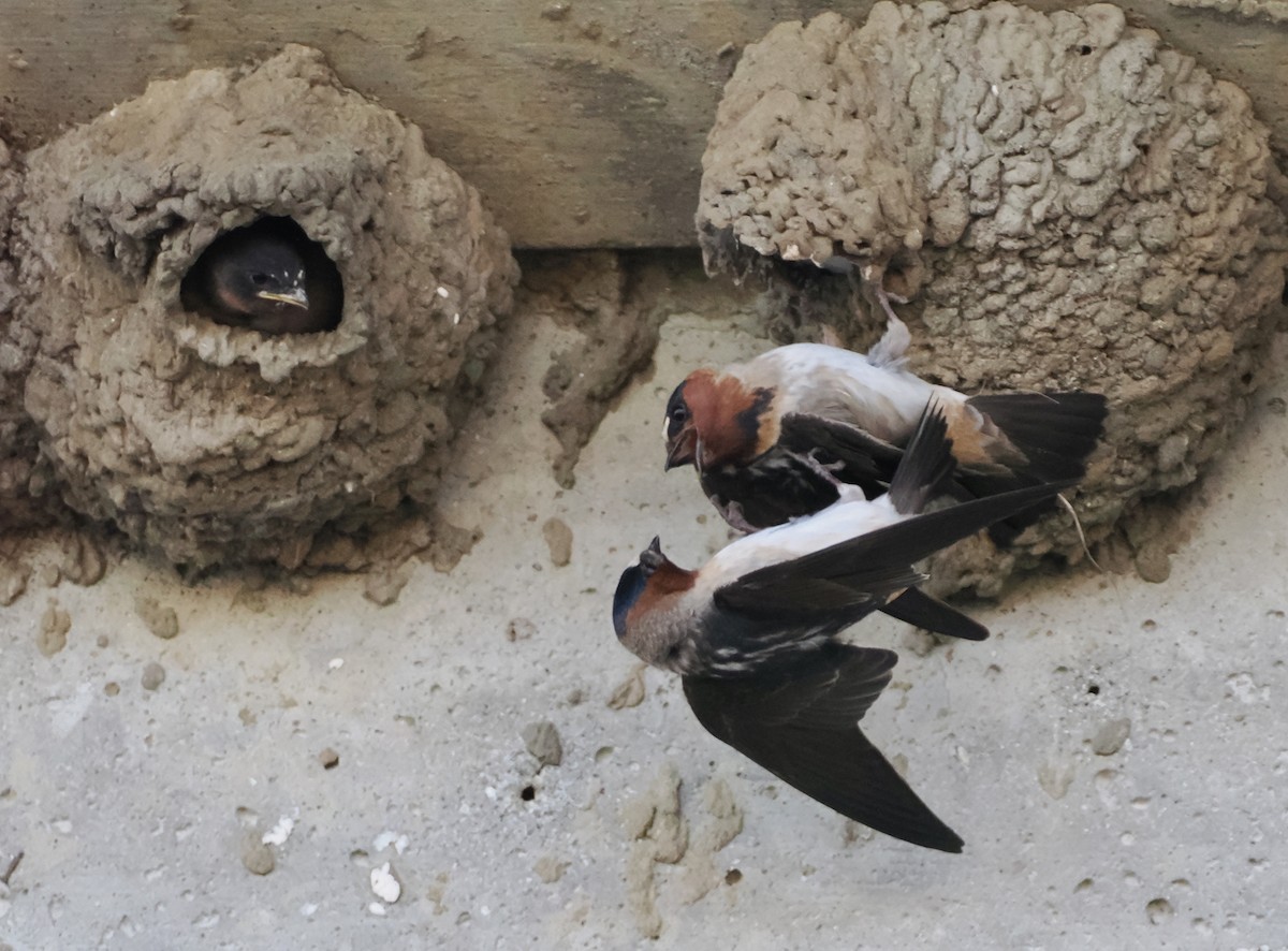 Cliff Swallow - ML620612302