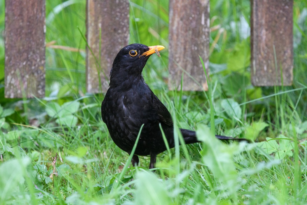 Eurasian Blackbird - ML620612307