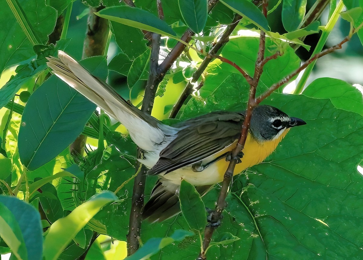 Yellow-breasted Chat - ML620612311