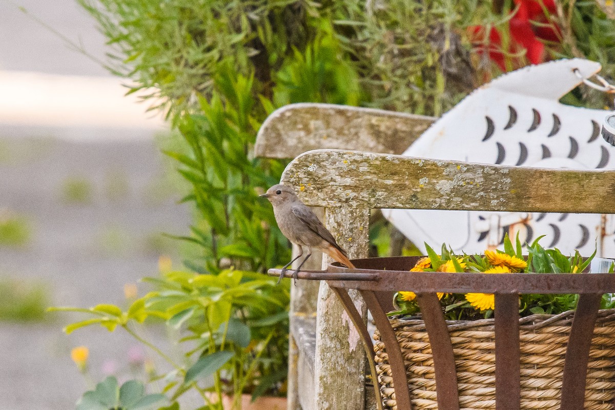 Black Redstart - ML620612312