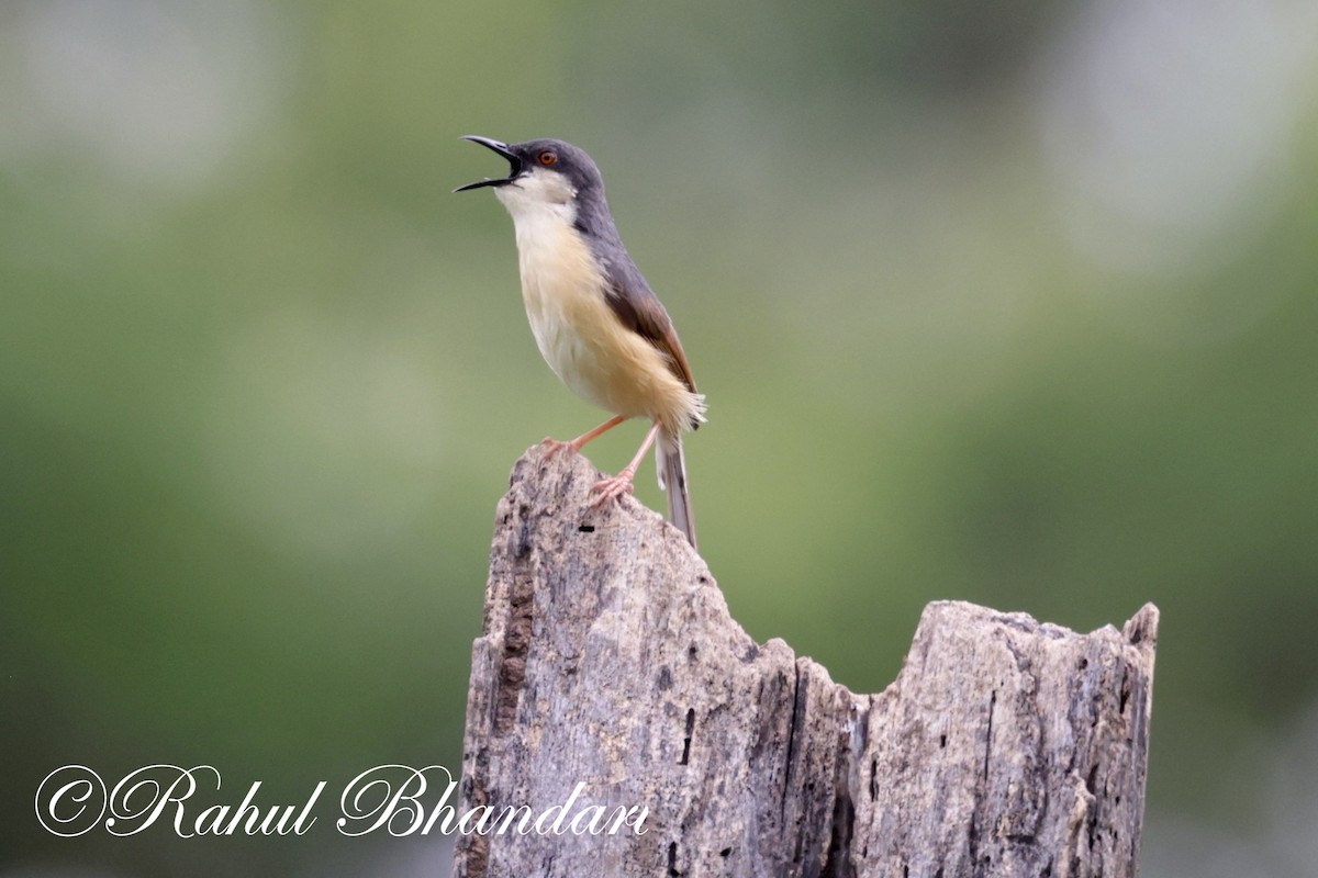 Ashy Prinia - ML620612313