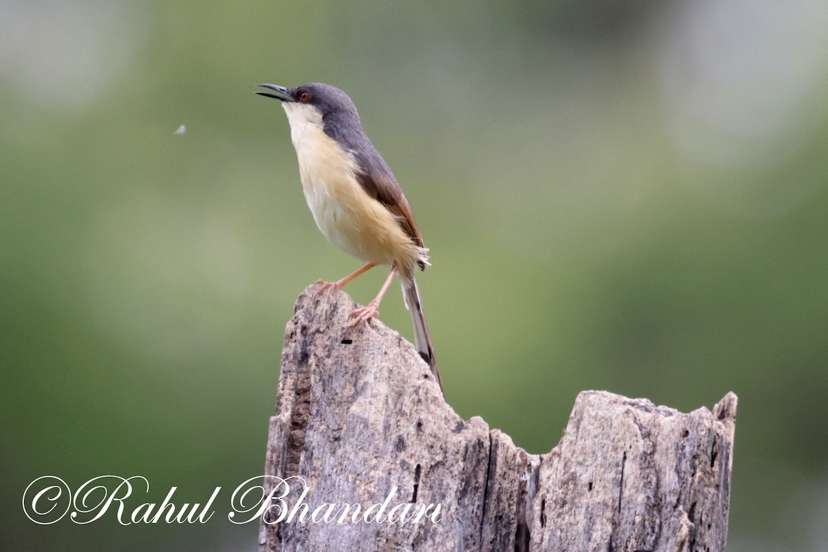 Ashy Prinia - ML620612316