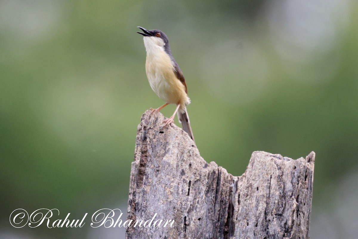 Prinia Cenicienta - ML620612317