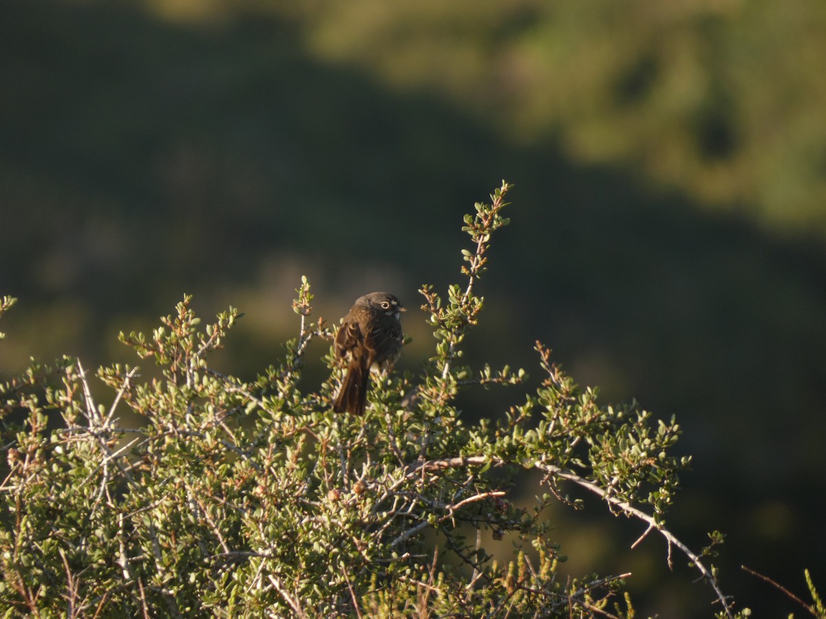 Bell's Sparrow - ML620612318