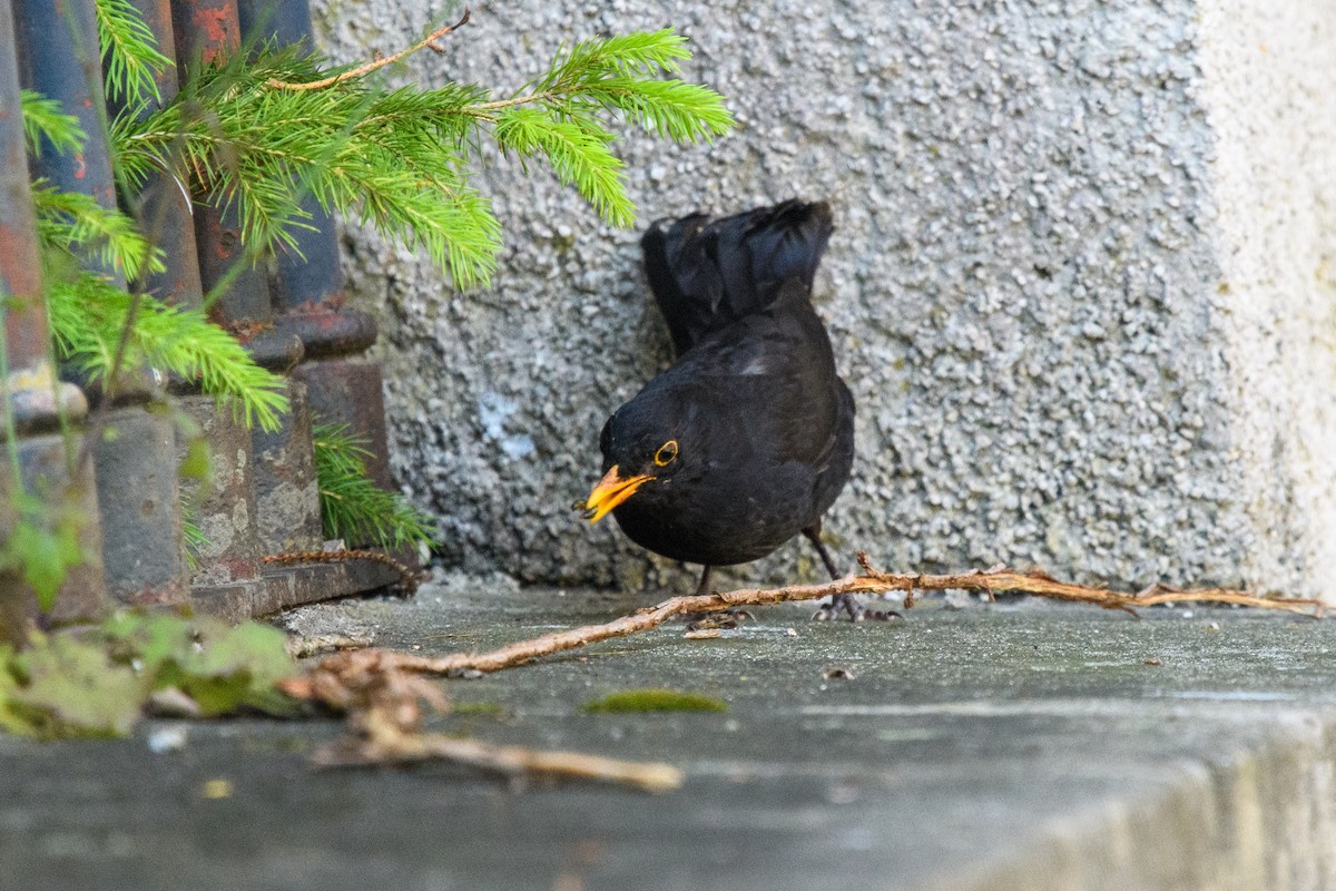 Eurasian Blackbird - Yvonne Burch