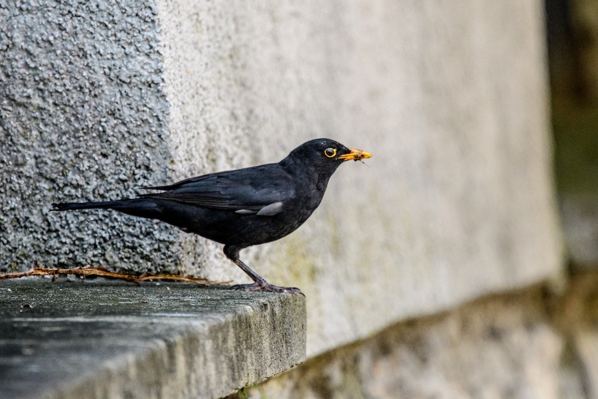 Eurasian Blackbird - ML620612321