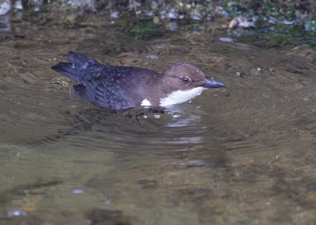 White-throated Dipper - ML620612325