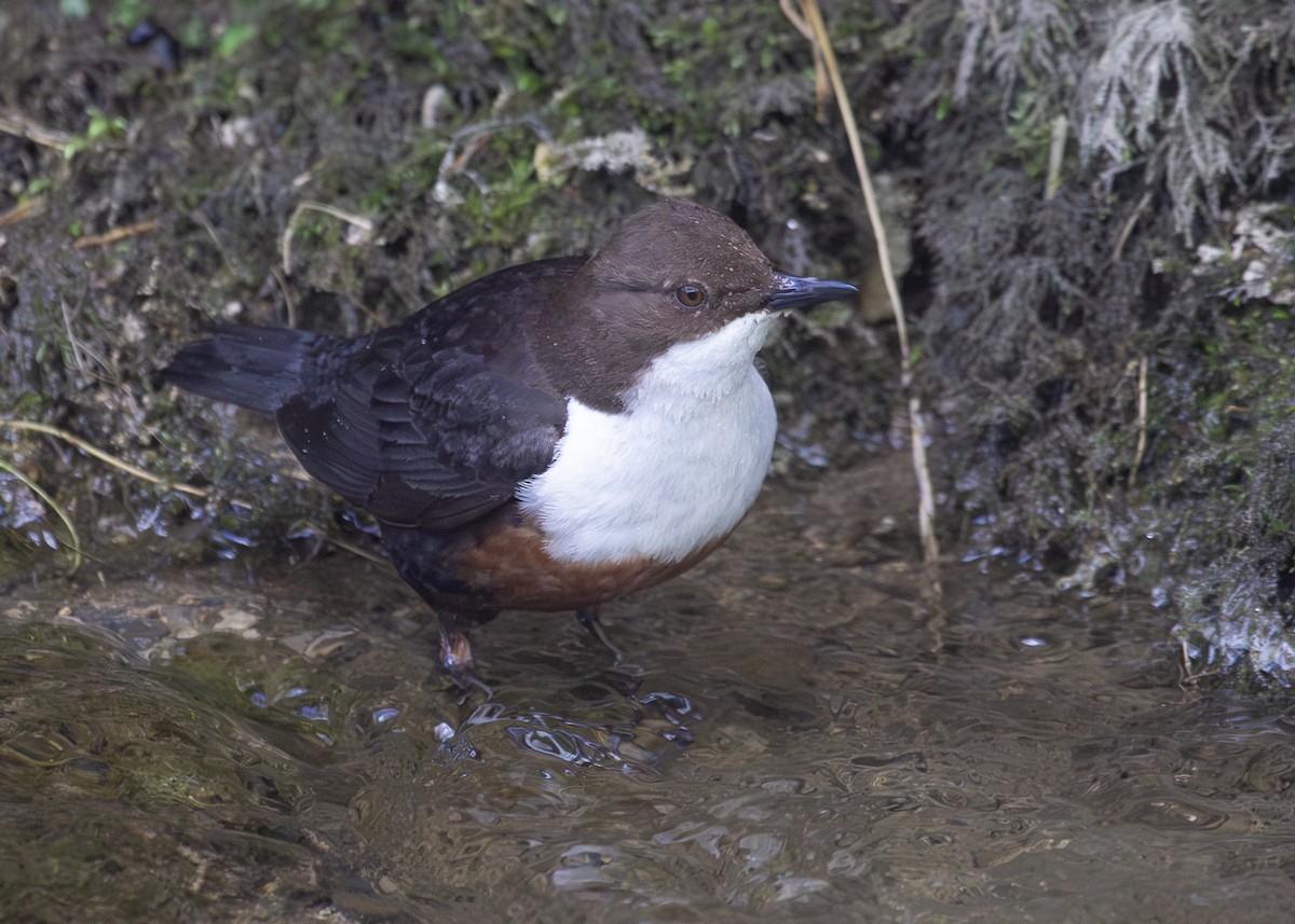 White-throated Dipper - ML620612326