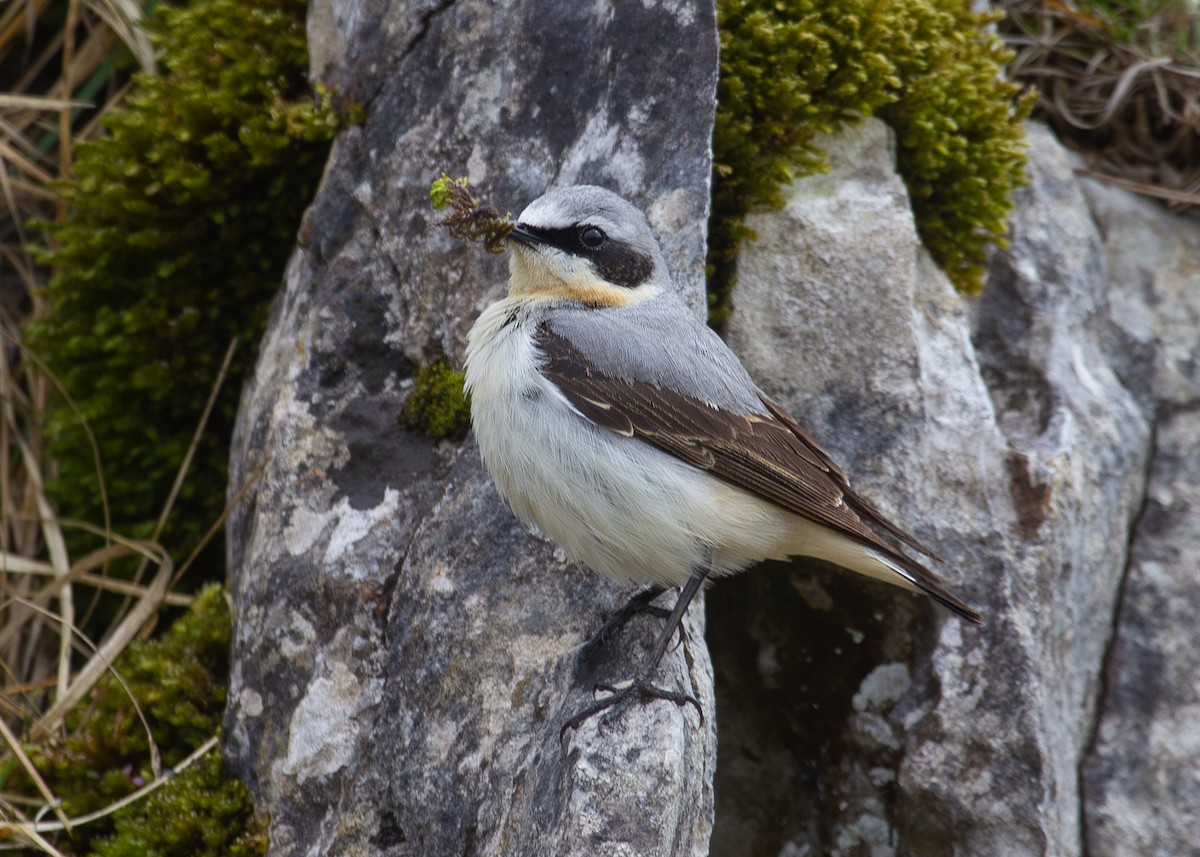 ハシグロヒタキ（oenanthe／libanotica） - ML620612327