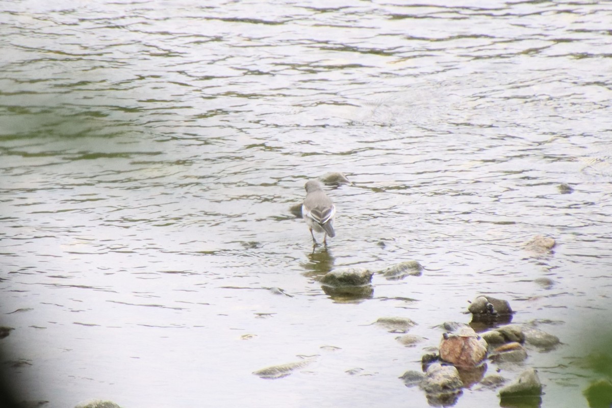 Japanese Wagtail - ML620612328