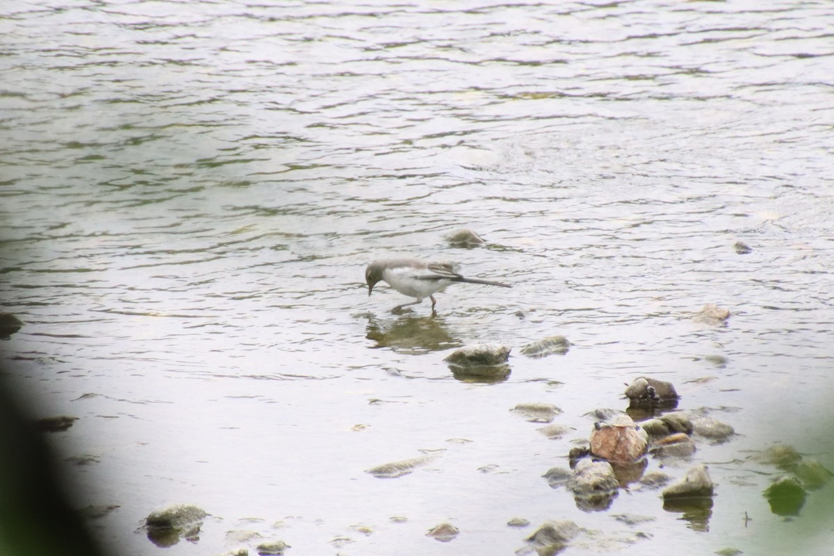 Japanese Wagtail - ML620612329