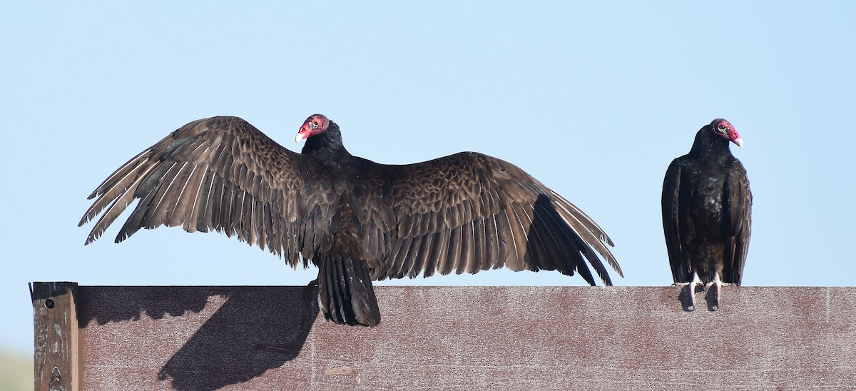 Turkey Vulture - ML620612330