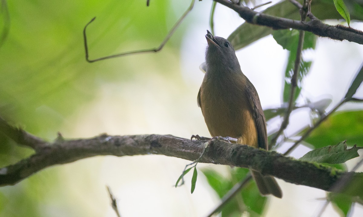 Gray-hooded Flycatcher - ML620612331