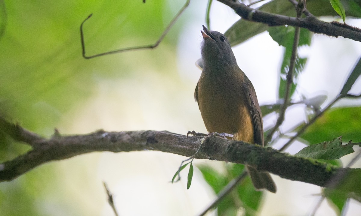 Gray-hooded Flycatcher - ML620612332