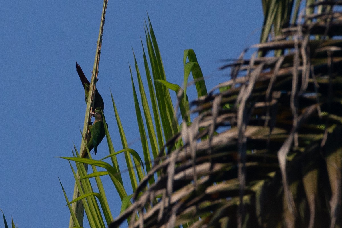 Maroon-bellied Parakeet - Chris Wood