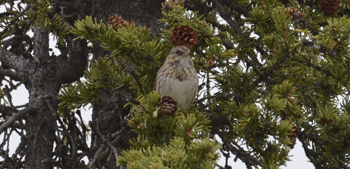 Lincoln's Sparrow - ML620612338