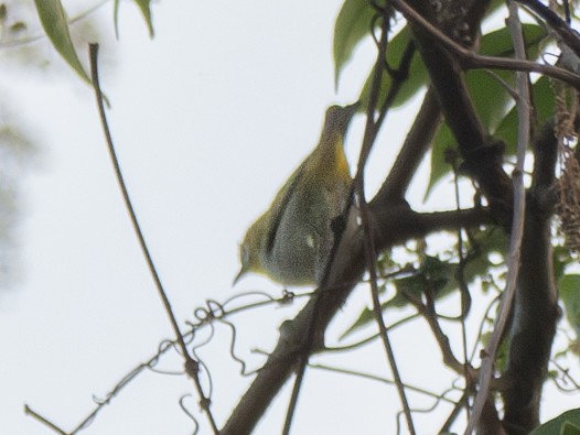 Indian White-eye - ML620612340