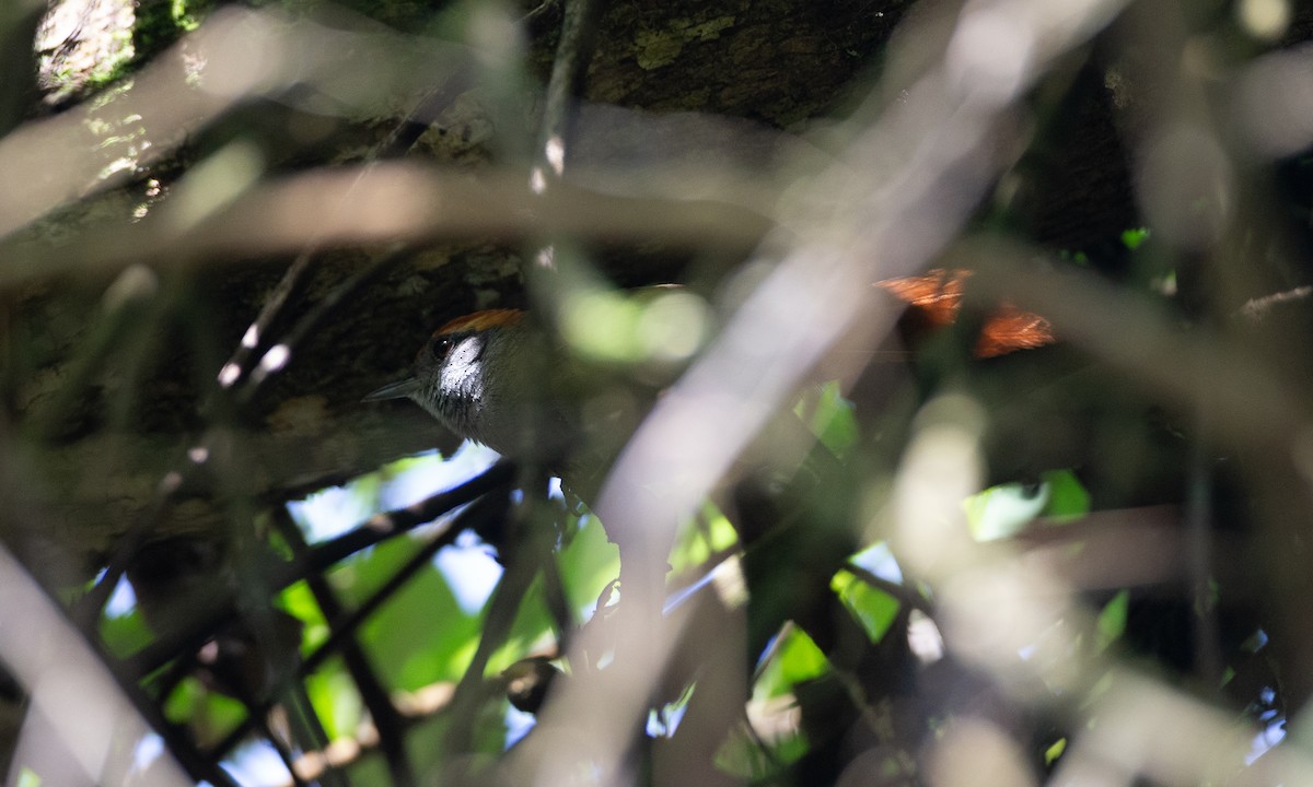 Rufous-capped Spinetail - ML620612342