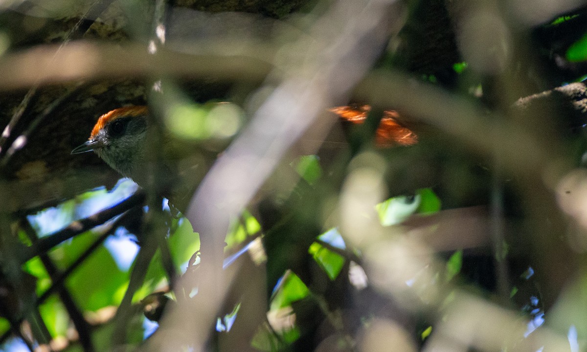 Rufous-capped Spinetail - ML620612344