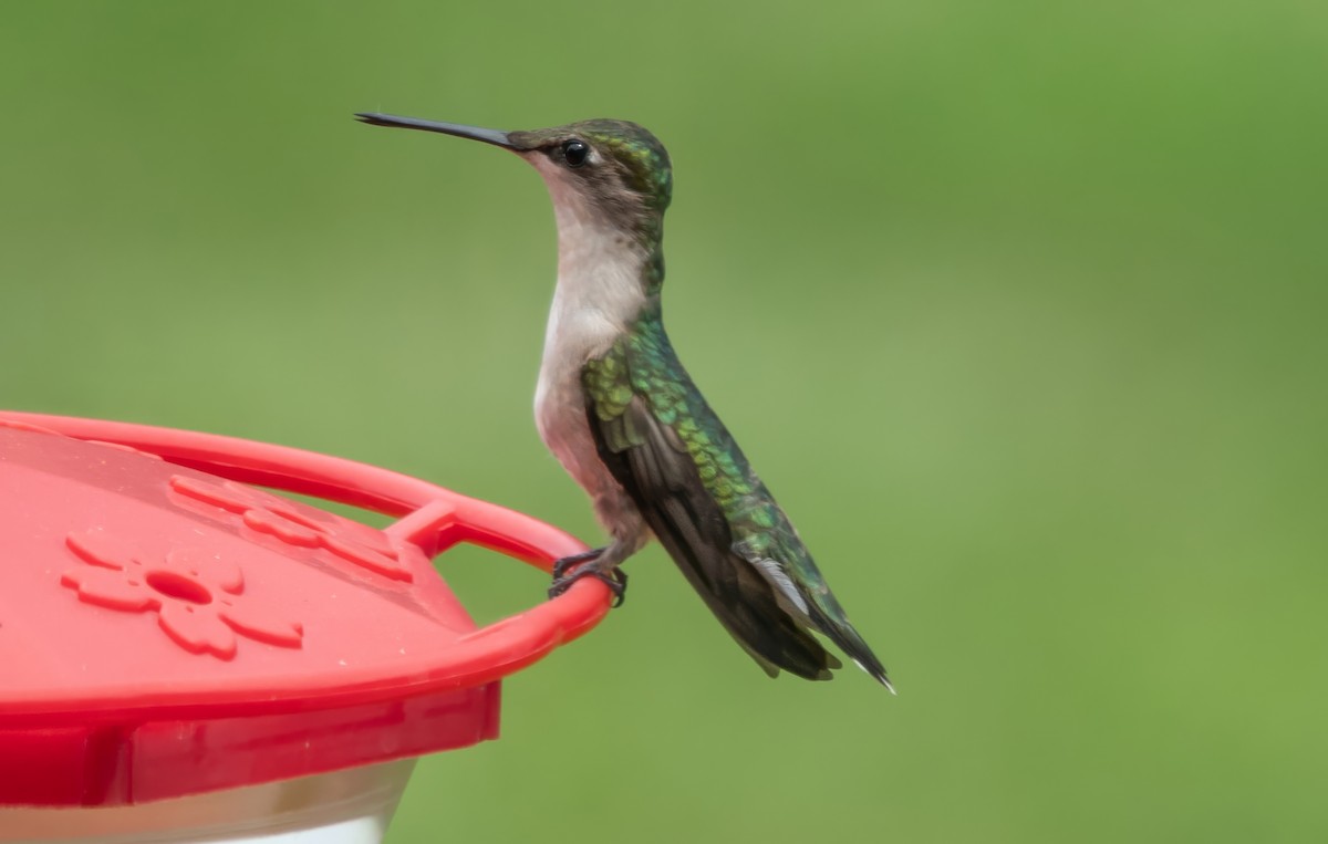 Ruby-throated Hummingbird - ML620612345